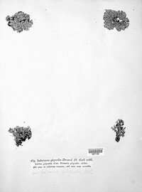 Hypogymnia physodes image